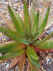 Aloe capitata