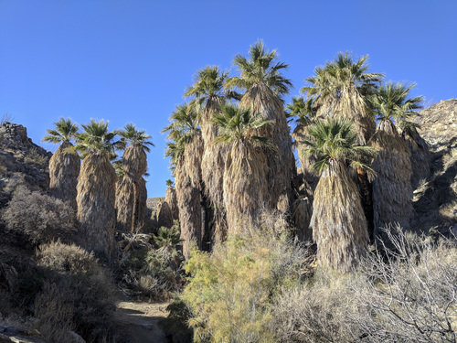 iNaturalist observation photo of California fan palm