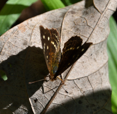 Anthanassa atronia