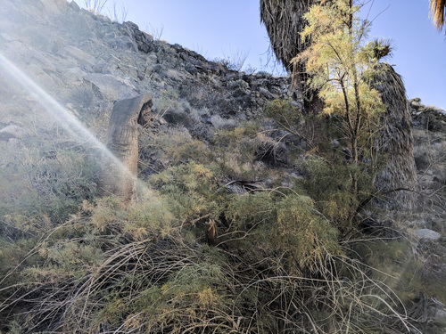 iNaturalist observation photo of saltcedar