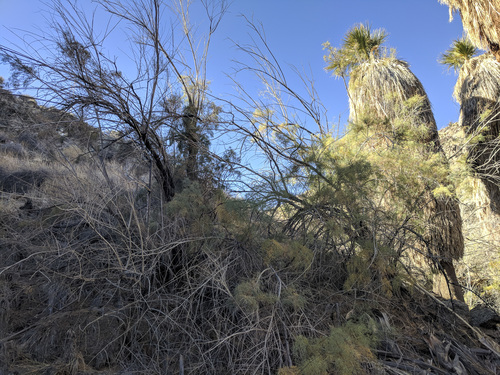 iNaturalist observation photo of saltcedar