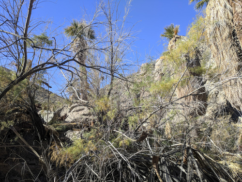 iNaturalist observation photo of saltcedar
