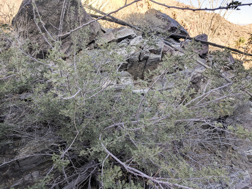 iNaturalist observation photo of Catclaw Acacia
