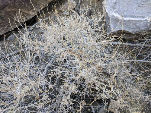 iNaturalist observation photo of Burrobush