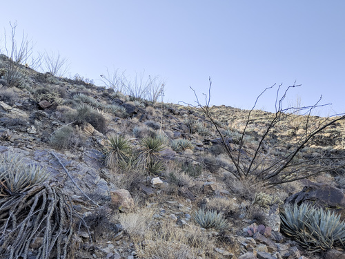 iNaturalist observation photo of desert agave