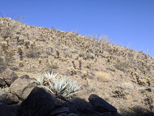 iNaturalist observation photo of ocotillo