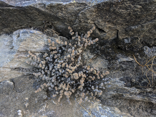 iNaturalist observation photo of Parry's lip fern