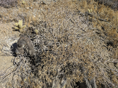 iNaturalist observation photo of Brittlebush