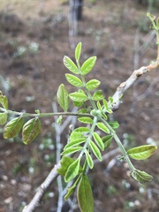 Zanthoxylum fagara