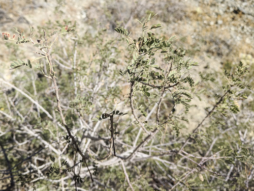 iNaturalist observation photo of Catclaw Acacia
