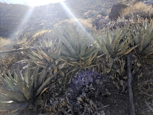 iNaturalist observation photo of desert agave