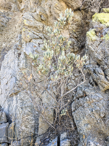 iNaturalist observation photo of jojoba