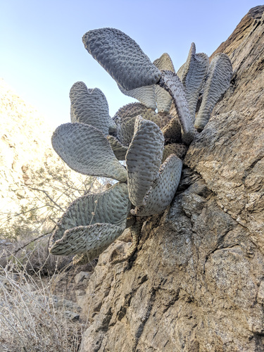 iNaturalist observation photo of beavertail cactus