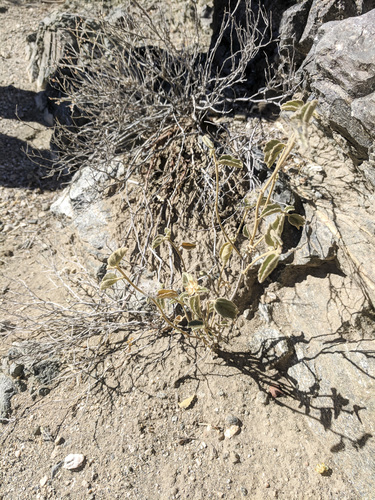 iNaturalist observation photo of Rock Hibiscus