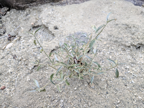 iNaturalist observation photo of Lance-leaved Ditaxis