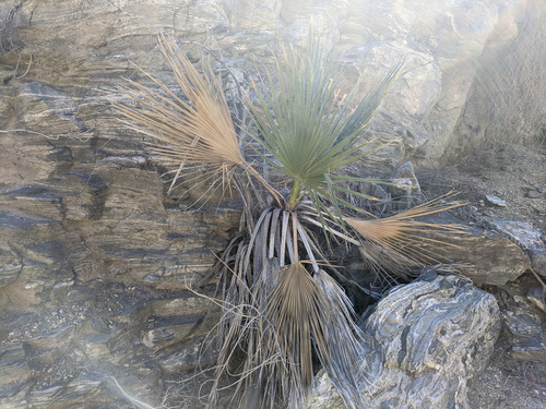 iNaturalist observation photo of California fan palm