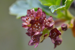 Ribes heterotrichum