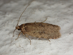 Agonopterix heracliana