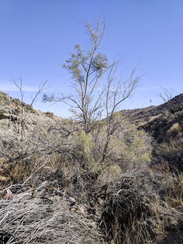 iNaturalist observation photo of saltcedar