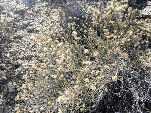 iNaturalist observation photo of Rough Sweetbush