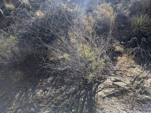 iNaturalist observation photo of saltcedar