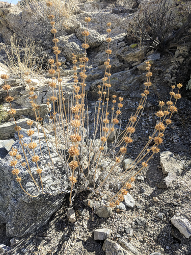 iNaturalist observation photo of bristle sage