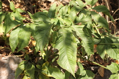 Syngonium neglectum