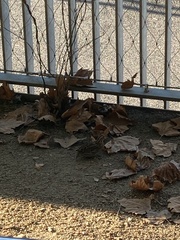 Coturnix