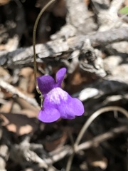 Neogaerrhinum strictum