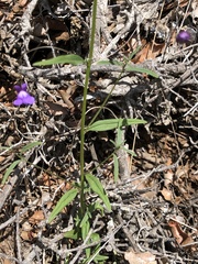 Neogaerrhinum strictum