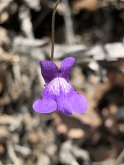 Neogaerrhinum strictum