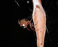 Phonognatha