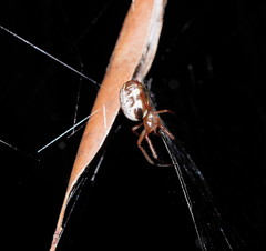 Phonognatha