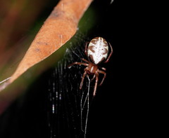 Phonognatha