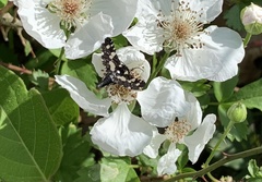 Pseudothyris sepulchralis