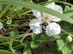 Pseudothyris sepulchralis