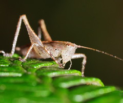 Requena baraya