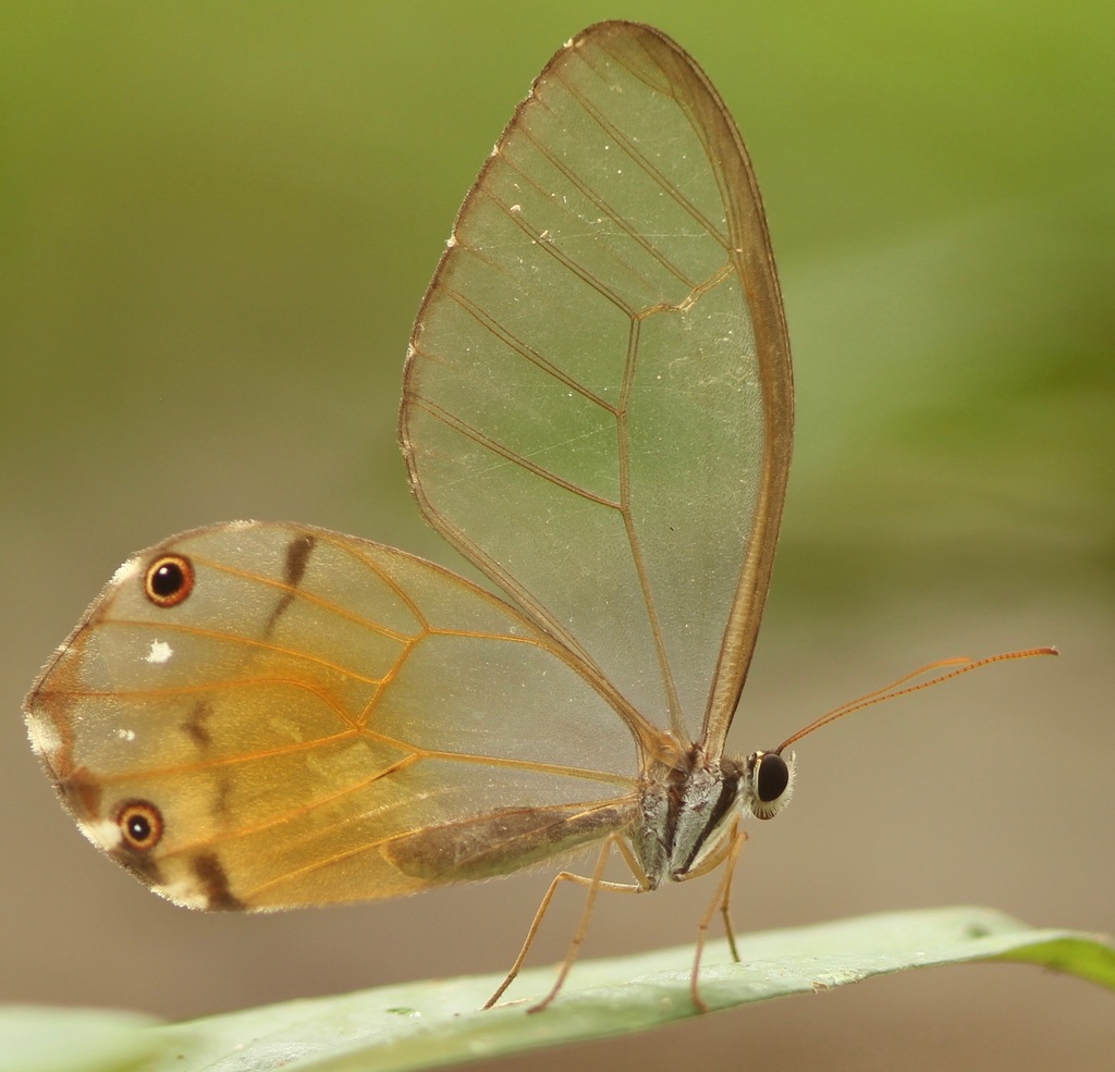 amber phantom