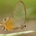Amber Phantom - Photo (c) Rich Hoyer, some rights reserved (CC BY-NC-SA), uploaded by Rich Hoyer