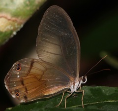 Haetera piera