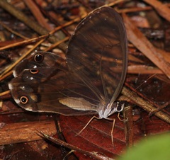 Haetera piera