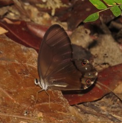 Haetera piera