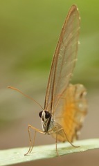 Haetera piera