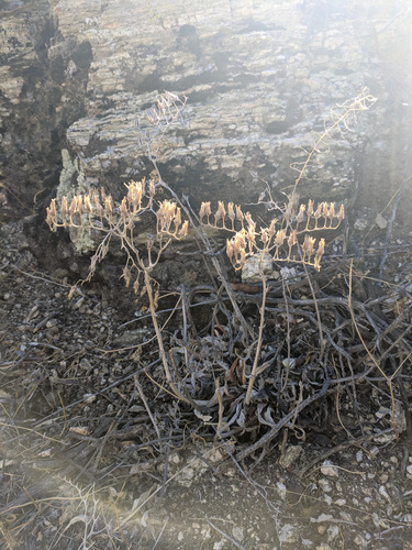 iNaturalist observation photo of Desert liveforever