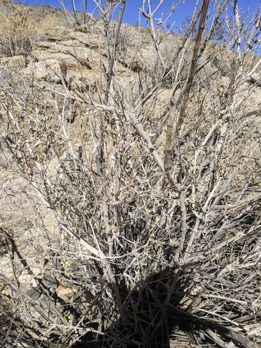 iNaturalist observation photo of desert lavender
