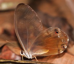 Haetera piera