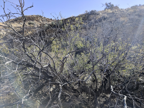 iNaturalist observation photo of western honey mesquite