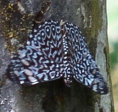 Hamadryas belladonna