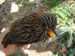 Malacoptila semicincta