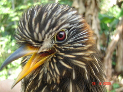 Malacoptila semicincta